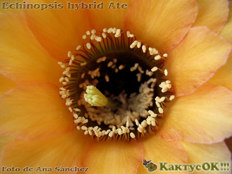Echinopsis hybrid Ate