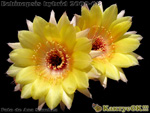 Echinopsis hybrid 2000-08