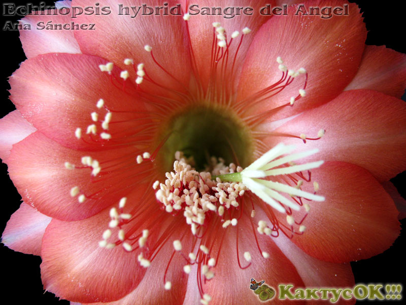 Echinopsis hybrid Sangre del Angel