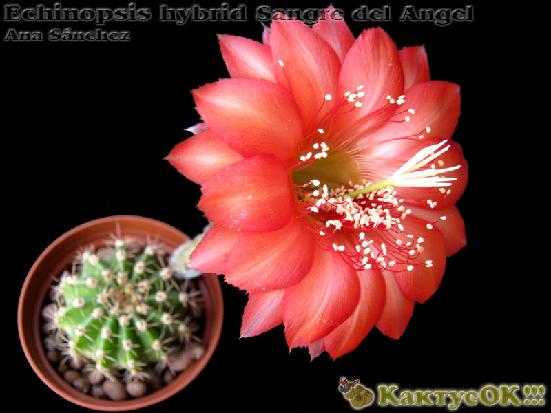 Echinopsis hybrid Sangre del Angel