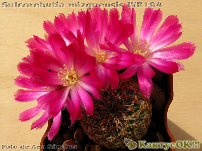 Sulcorebutia mizquensis WR194