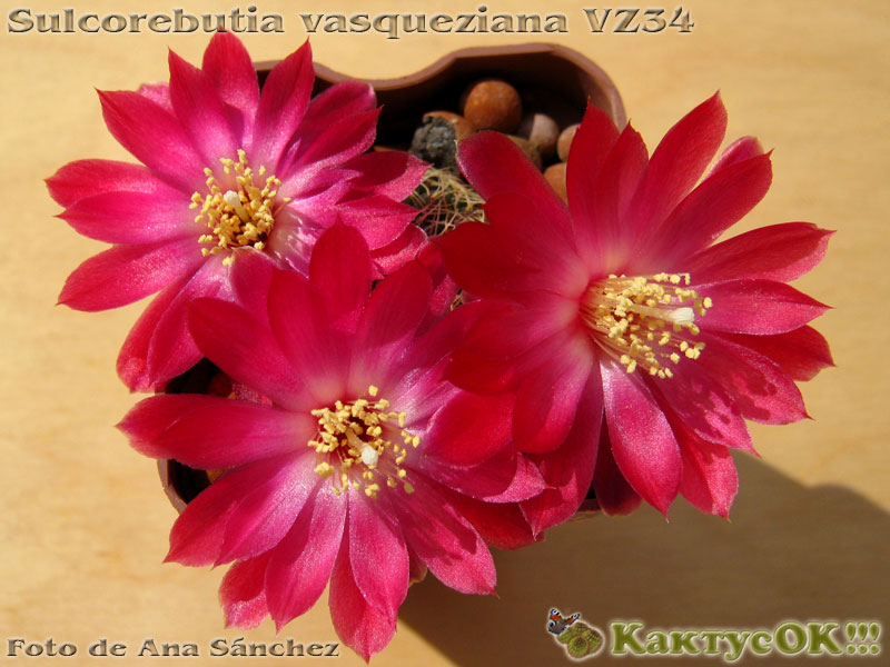 Sulcorebutia vasqueziana VZ34