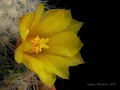 Фотографии цветущих кактусов 