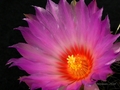 Фотографии цветущих кактусов 