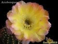 ECHINOPSIS hybr. Arabesque