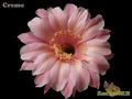 ECHINOPSIS hybr. Creme