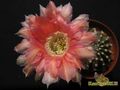 ECHINOPSIS hybr. Niederrhein