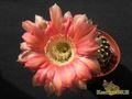 ECHINOPSIS hybr. Niederrhein