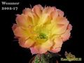 ECHINOPSIS w20027