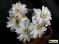 MEDIOLOBIVIA leucanthema R 305