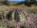 Echinocactus horizonthalonius RUS005