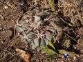 Echinocactus horizonthalonius rus_013