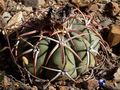 rus026 Echinocactus horizonthalonius Buen Dia,<br>Durango