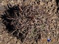  Echinocactus horizonthalonius  rus028