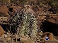 Echinocactus horizonthalonius rus031