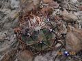  Echinocactus horizonthalonius rus032