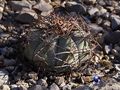 Echinocactus horizonthalonius rus034