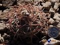 Echinocactus horizonthalonius rus035