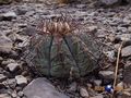 Echinocactus horizonthalonius rus036