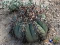 Echinocactus horizonthalonius rus 044