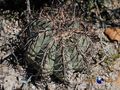 Echinocactus horizonthalonius rus 080