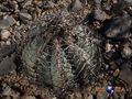 Echinocactus horizonthalonius rus 083