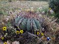 Echinocactus horizonthalonius rus 089
