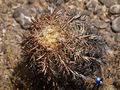 Echinocactus horizonthalonius rus275