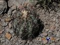 Echinocactus horizonthalonius rus 279 Durango