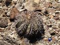 Echinocactus horizonthalonius rus282