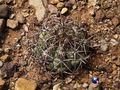 Echinocactus horizonthalonius rus285