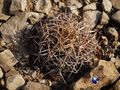 Echinocactus horizonthalonius rus288