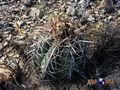  Echinocactus horizonthalonius rus289