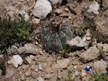 Echinocactus horizonthalonius rus296