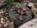 Echinocactus horizonthalonius rus 340