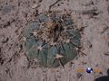 Echinocactus horizonthalonius rus 343