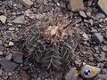 Echinocactus horizonthalonius rus 345