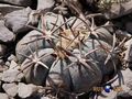 Echinocactus horizonthalonius rus 346