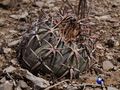 Echinocactus horizonthalonius rus 347