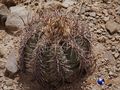 Echinocactus horizonthalonius rus 350