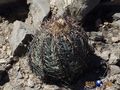 Echinocactus horizonthalonius rus 351
