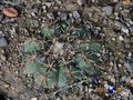 Echinocactus horizonthalonius RUS 361