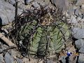 Echinocactus horizonthalonius RUS 387