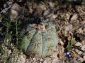 Echinocactus horizonthalonius rus_390