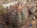 Echinocactus horizonthalonius, RUS 392
