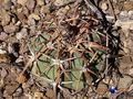 Echinocactus horizonthalonius rus 397