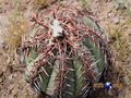  Echinocactus horizonthalonius  rus 398