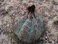Echinocactus horizonthalonius rus 403