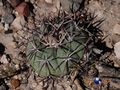 Echinocactus horizonthalonius rus 411