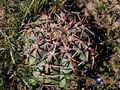 Echinocactus horizonthalonius rus 413